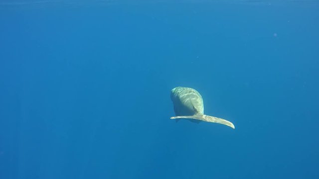 Dugong dugon floats in blue water - Abu Dabbab, Marsa Alam, Red Sea, Egypt, Africa
