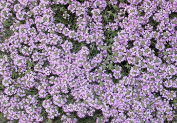 Small lilac flowers as a background