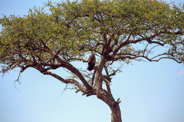 Fototapeta premium Tawny Eagle