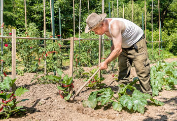 Senior gardener tilling the soil in the garden.

