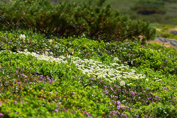 Obraz premium 旭岳のチングルマ