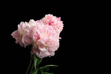 Beautiful peony flowers on dark background