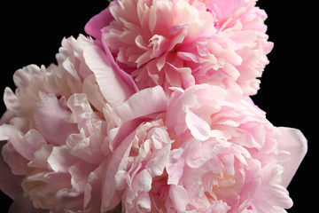 Beautiful peony flowers on dark background, closeup