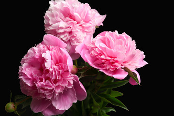 Obraz premium Beautiful peony flowers on dark background, closeup