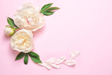 Composition with beautiful peony flowers on color background