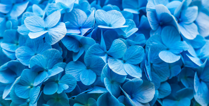 Fototapeta Fundo azul com flores.