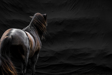 Black horse on black facing away on left