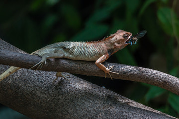 Chameleon eating a bee