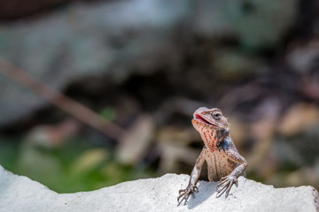 Chameleon basking on a concrete block