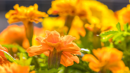 Obraz premium Fundo com flores amarelas.