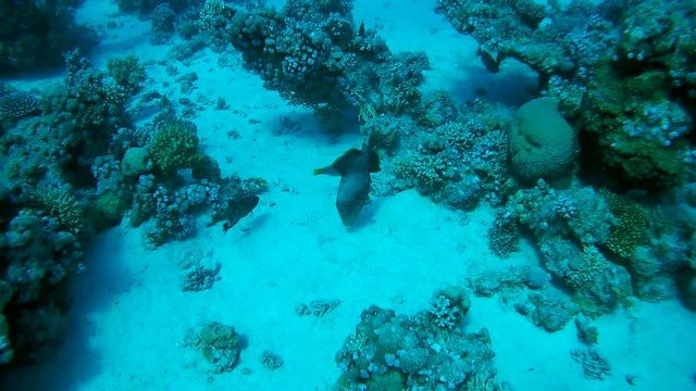 Titan triggerfish eats a piece of coral in the sand next to a coral reef - Abu Dabbab, Marsa Alam, Red Sea, Egypt, Africa

