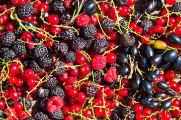 Fresh berries of blackberries, raspberries, red currant and blackcurrant for background