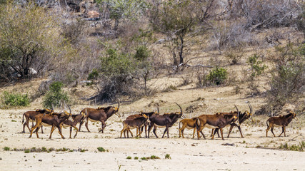 Fototapeta na wymiar Sable antelope in Kruger National park, South Africa