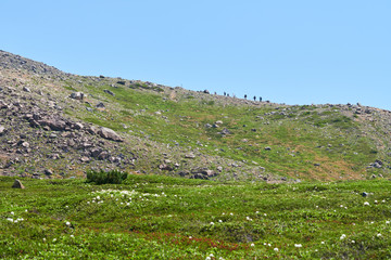 Fototapeta na wymiar 大雪山 旭岳を登る人たち