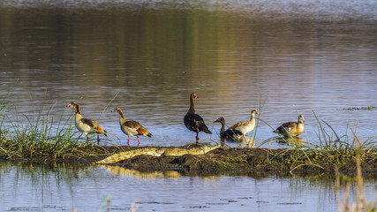 Spur-winged Goose, Egyptian Goose, Nile crocodile in Kruger National park, South Africa
