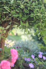 Obraz premium Garten