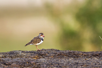 Three-banded Plover in Kruger National park, South Africa