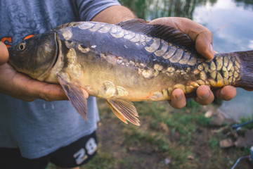The fisherman is holding a catch - a large carp.