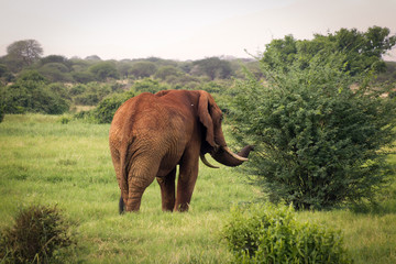 Fototapeta na wymiar African elephant walking towards bush at Tsavo West Reserve