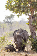 Southern white rhinoceros in Kruger National park, South Africa