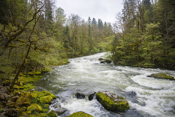 Grande et puissante rivière en forêt