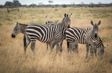 Fototapeta na wymiar Grazing zebras in bush in Tsavo West reservation