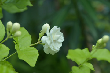 beautiful jusmin bloom. Thailand.