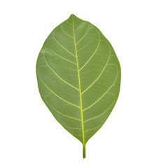 leaf of jackfruit green isolated on white background.