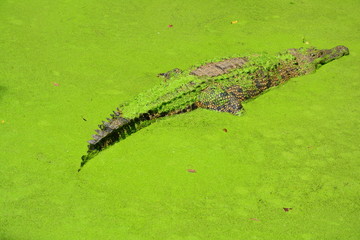a crocodile in green swamp