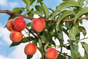 peaches on a branch