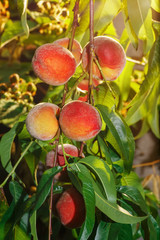 branch of ripe peaches