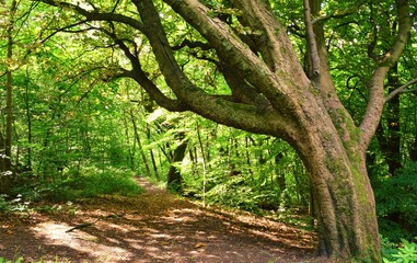 Fototapeta premium Woodland Trail.