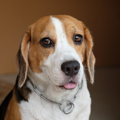 beagle dog portrait make eye contact