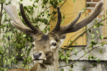 Fototapeta na wymiar Grand Cerf