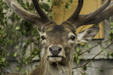 Regard du cerf