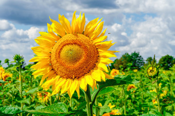 Obraz premium field of blooming sunflowers