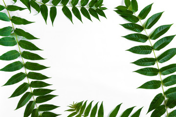 Green leaf branches on white background. flat lay, top view