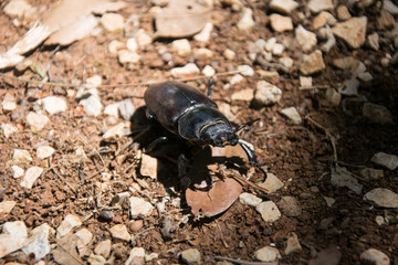 beetle in the forest