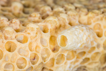 Weiselzelle der Bienenkönigin bzw. der Königin der Honigbiene (Apis mellifera) 