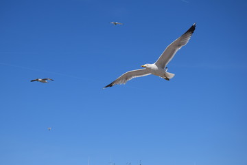 Mouette en plein vol