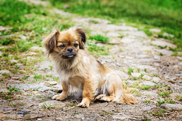 Portrait Of Pekingese Dog On A Grass
