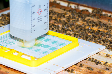 Varroamilben (Varroa destructor) werden im Bienenstock mit Ameisensäure bekämpft