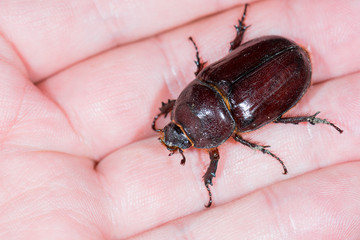 Nashornkäfer (Oryctes nasicornis) Weibchen auf der Hand gehalten