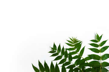 Fototapeta na wymiar Green leaf branches on white background. flat lay, top view