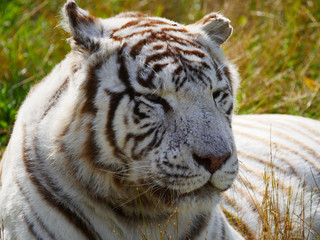 Tigre blanc