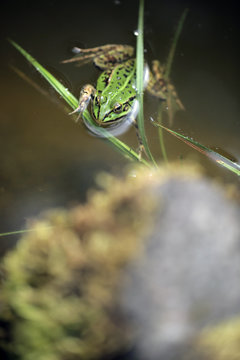 mała zielona żaba w oczku wodnym