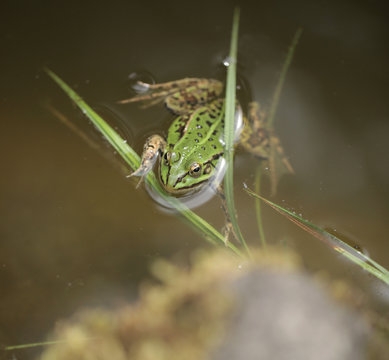 mała zielona żaba w oczku wodnym