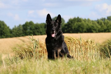 schäferhund portrait im kornfeld