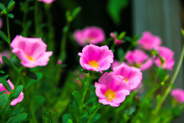 beautiful pink flower in the garden