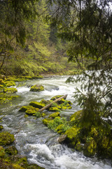 Rivière forêt et nature